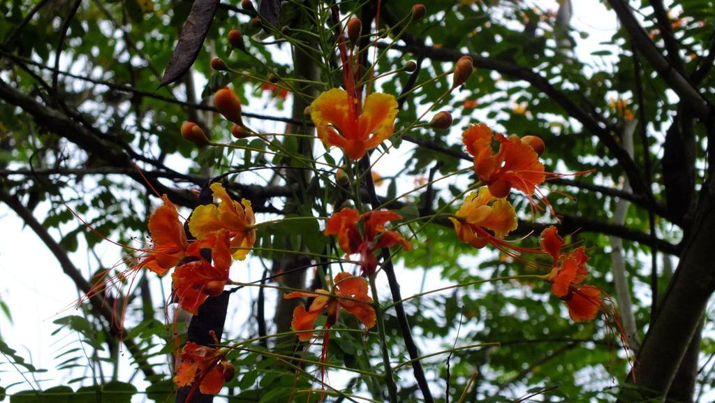 Cabinas Caribe Luna Cahuita Luaran gambar